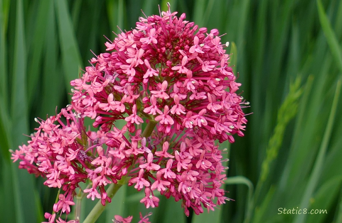Pink flower blooms 