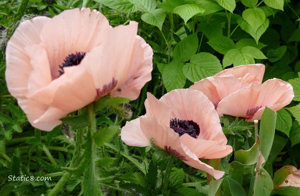 Pink Breadseed Poppy blooms