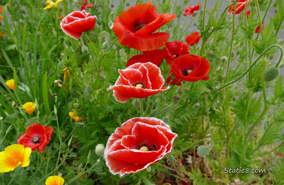 Breadseed Poppy blooms, red with white edges