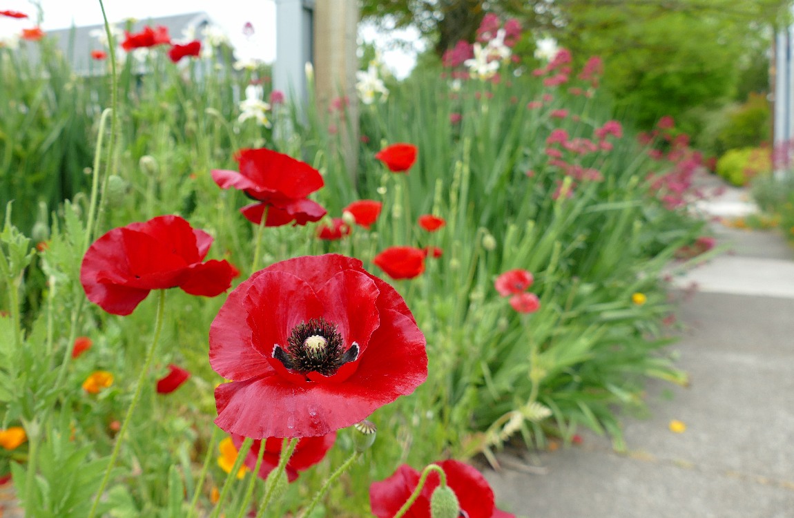 Red Breadseed Poppy blooms next to a sidewalk