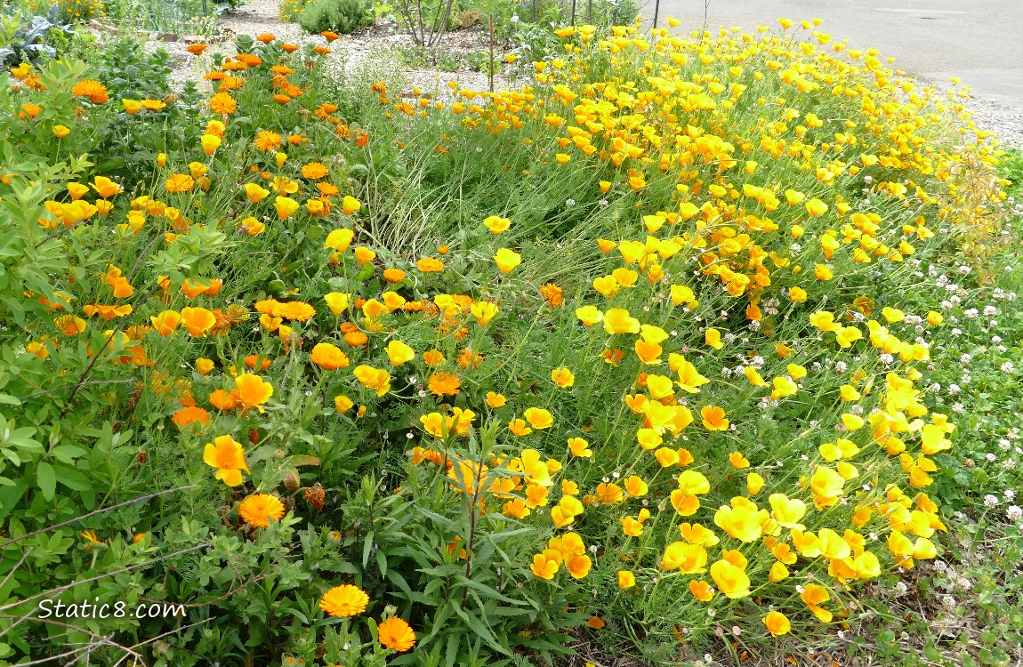 California Poppy blooms