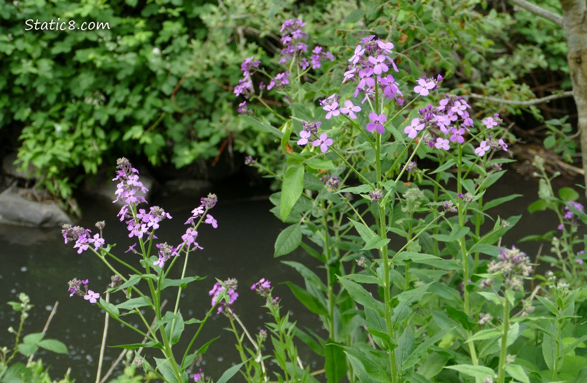 Purple Wallflowers near the creek