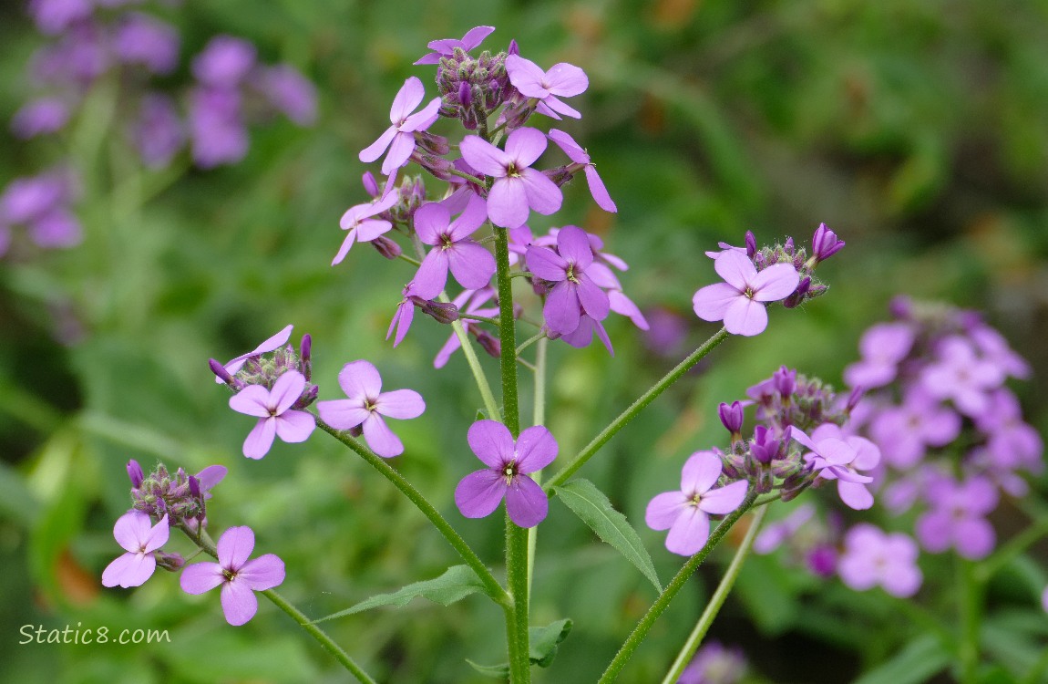 Close up of a stalk of the Purple Wallflowers