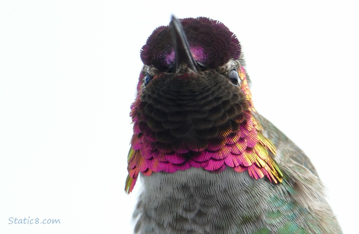 Close up of an Anna Hummingbird