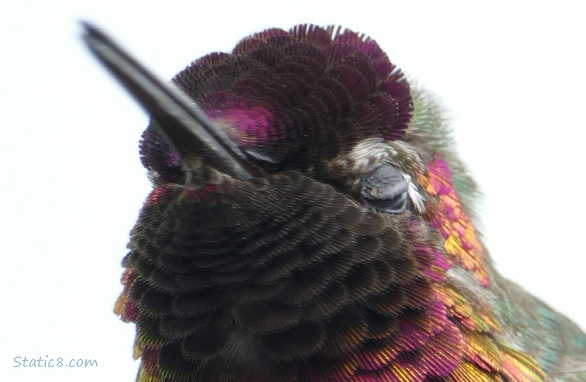 Close up of an Anna Hummingbird while they are blinking