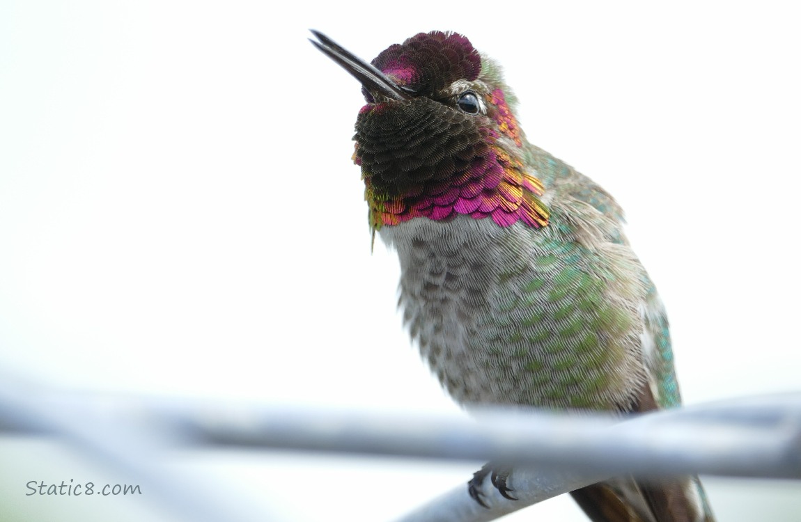 Anna Hummingbird singing from a wire trellis
