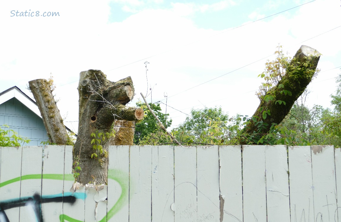 Large tree stump