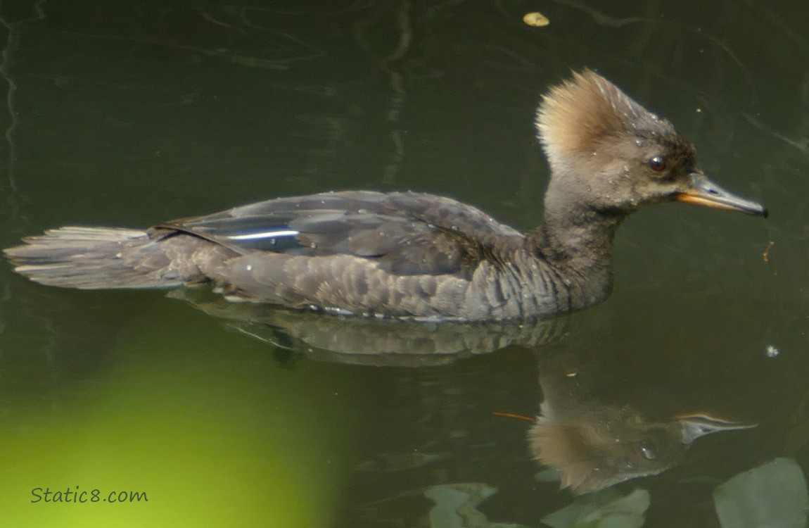 Female Hooded Merganser paddling on the water