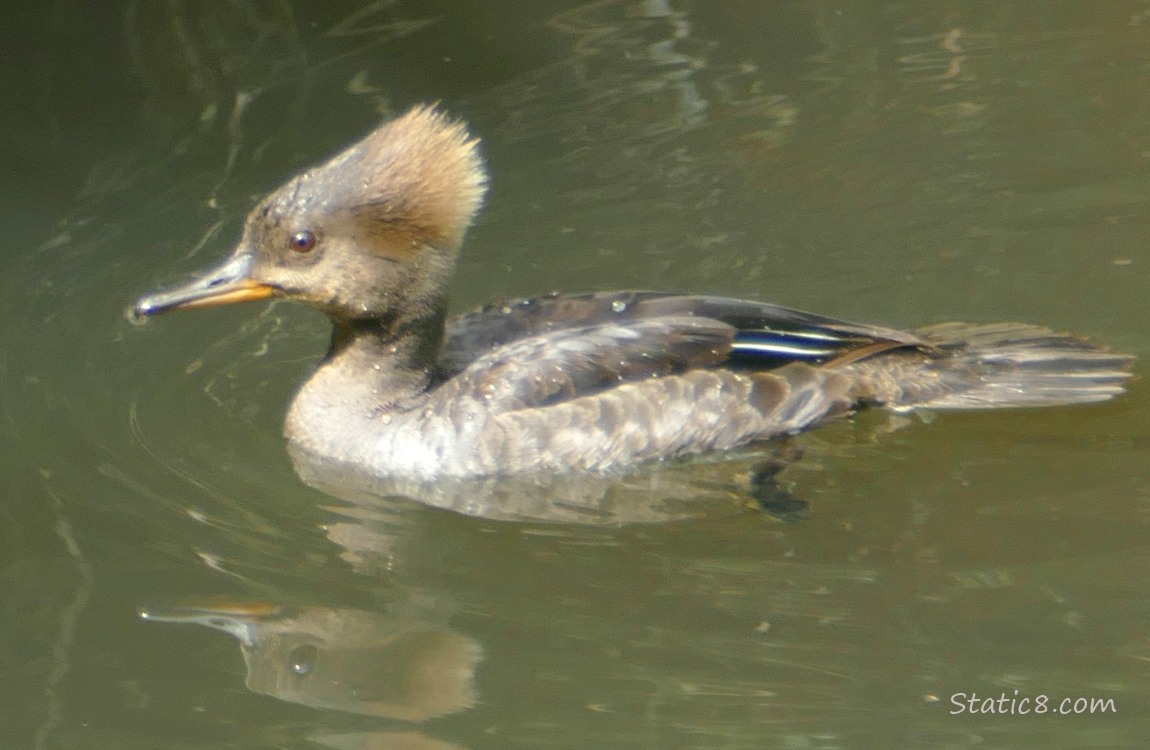 Female Hooded Merganser paddling on the water