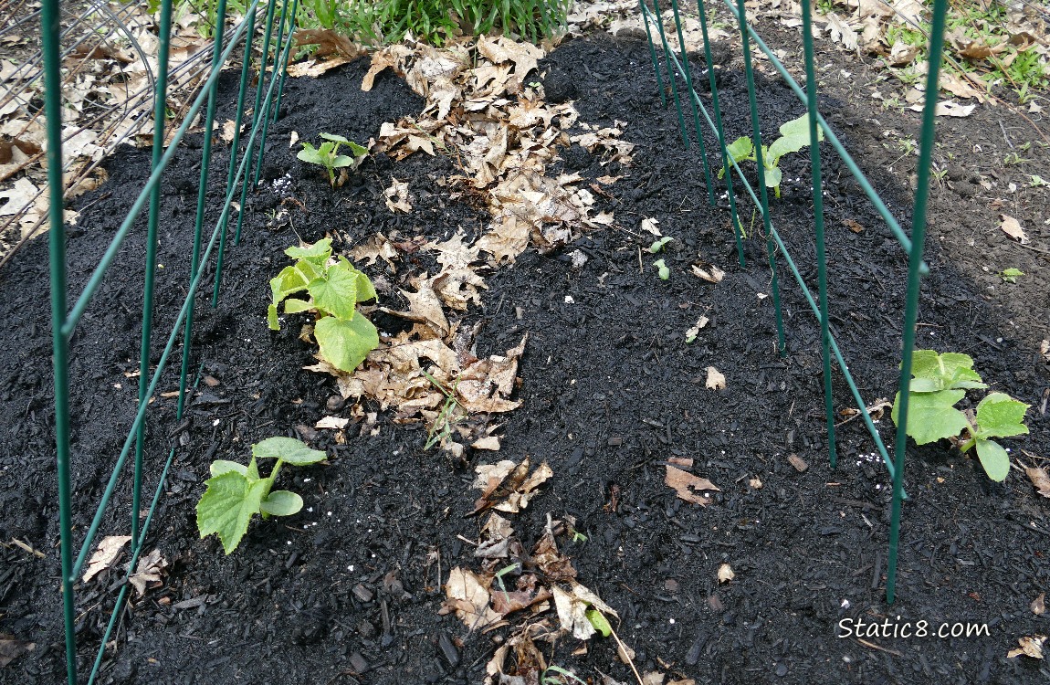 Cucumber plants growing under a small trellis