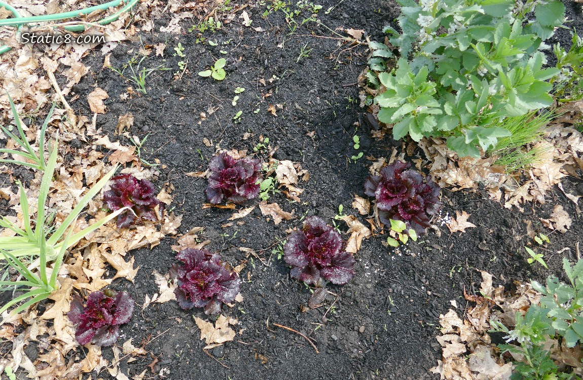 Looking down at purple lettuces growing in the dirt