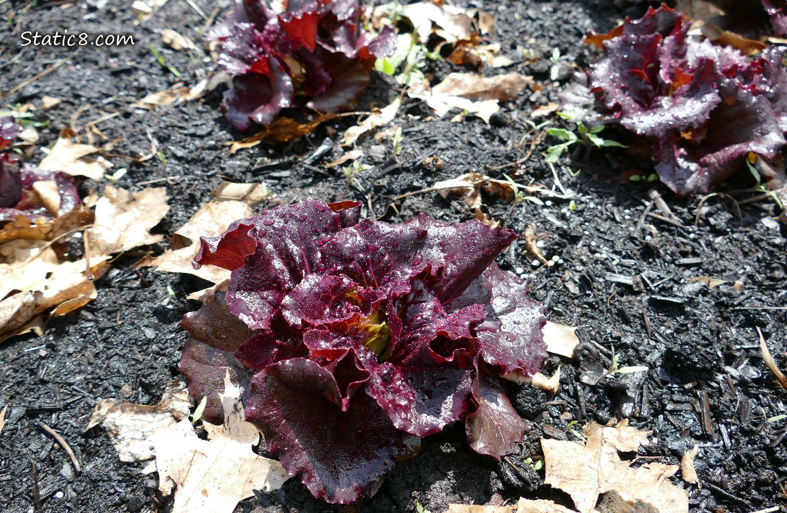 Purple lettuce plants growing in the dirt