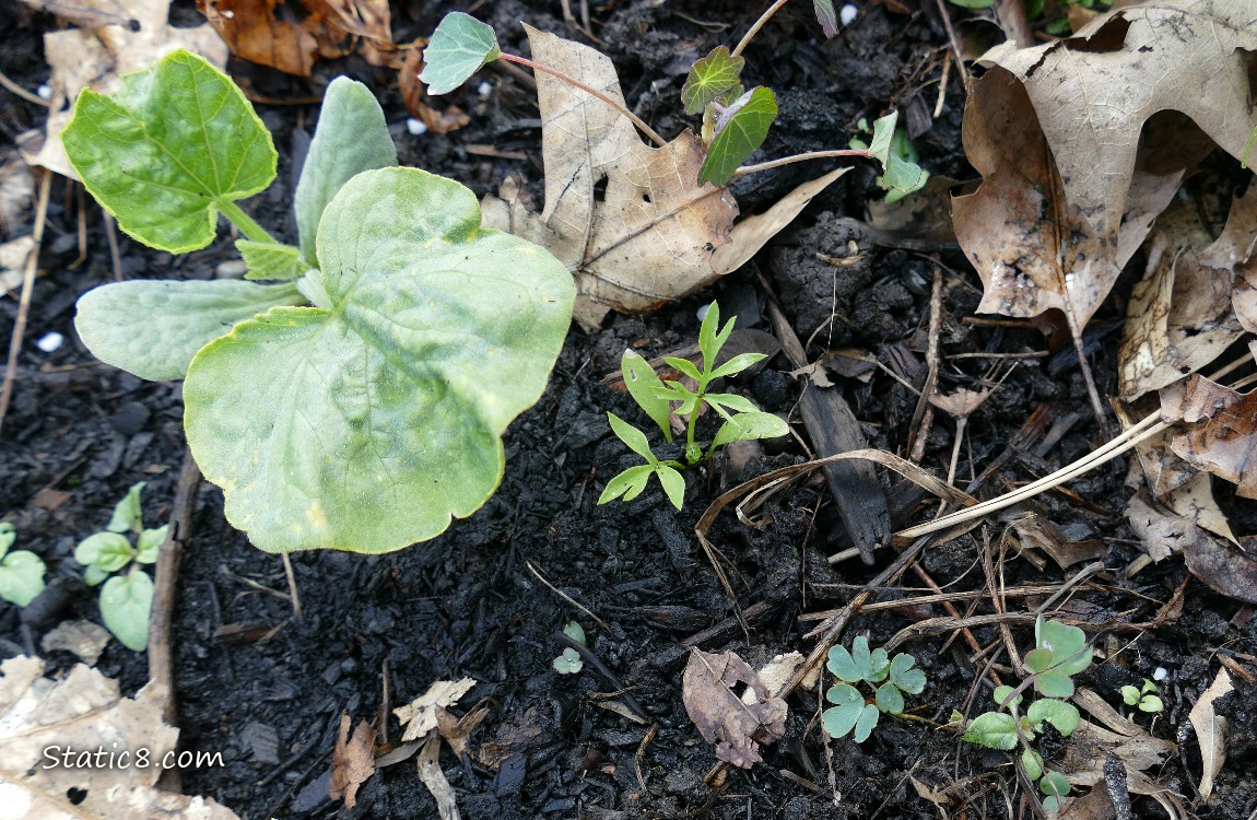 seedlings growing in the dirt