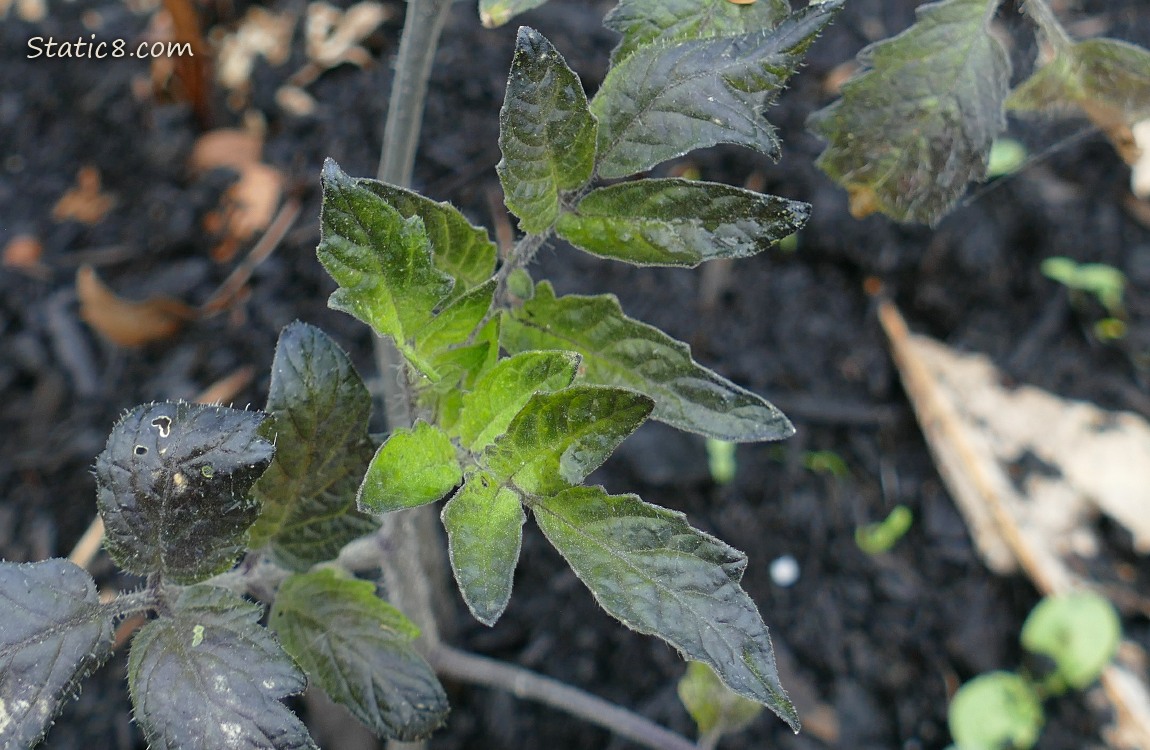 Dark leaves of a tomato plant