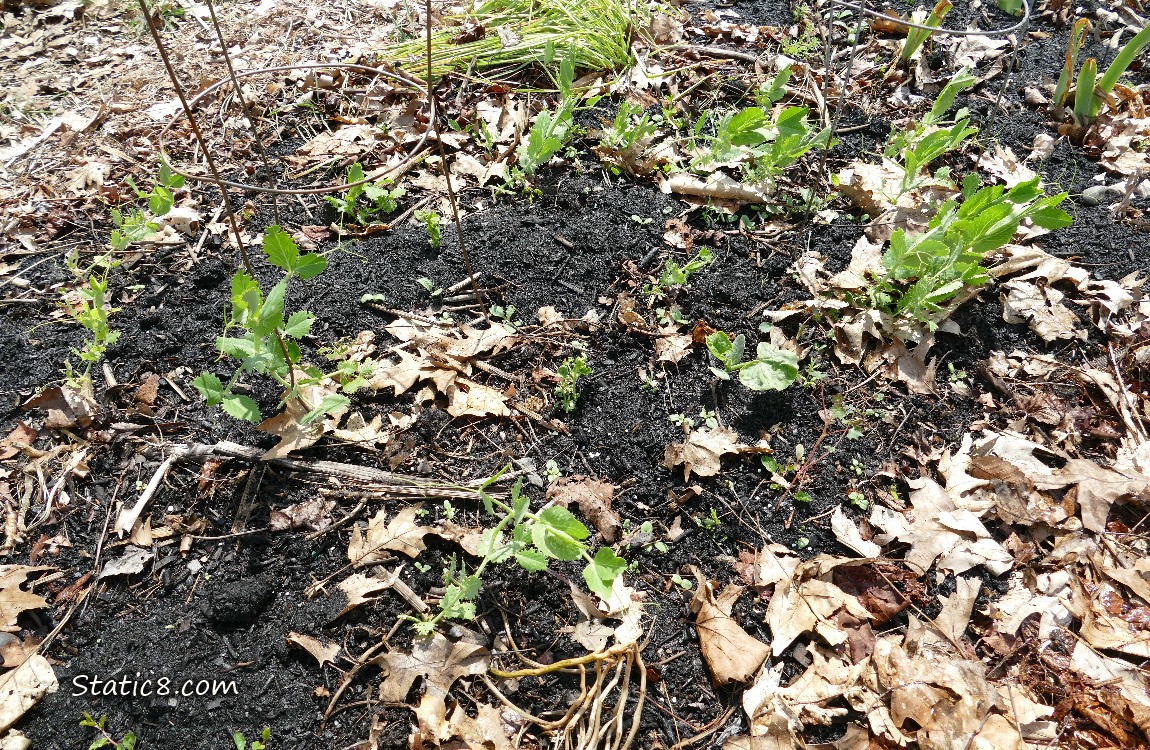 Snap Peas growing in the dirt