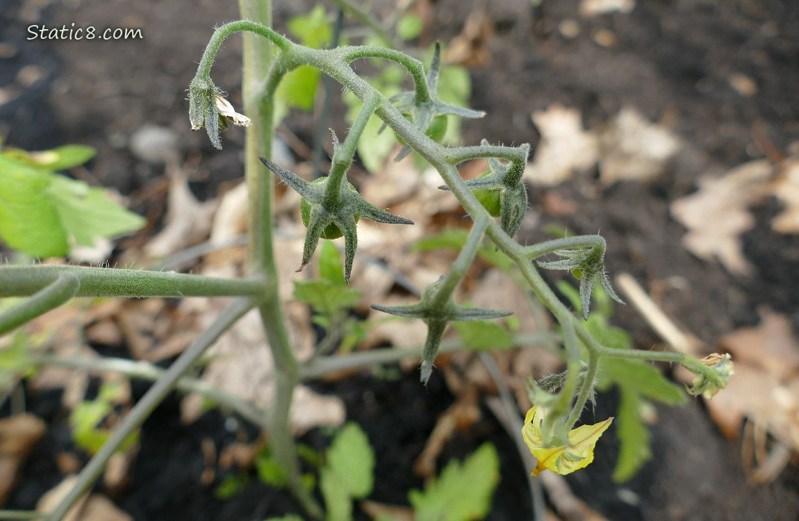 Small green tomatoes growing on the vine