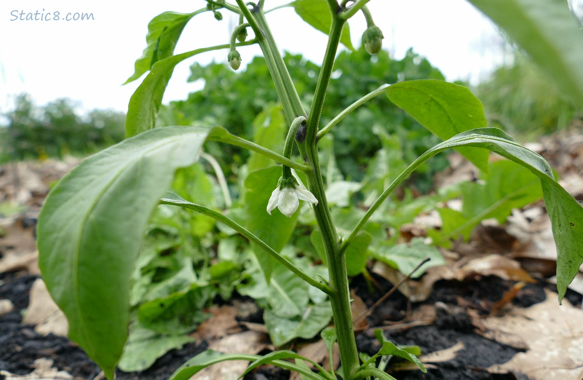Small, white bloom on a pepper plant