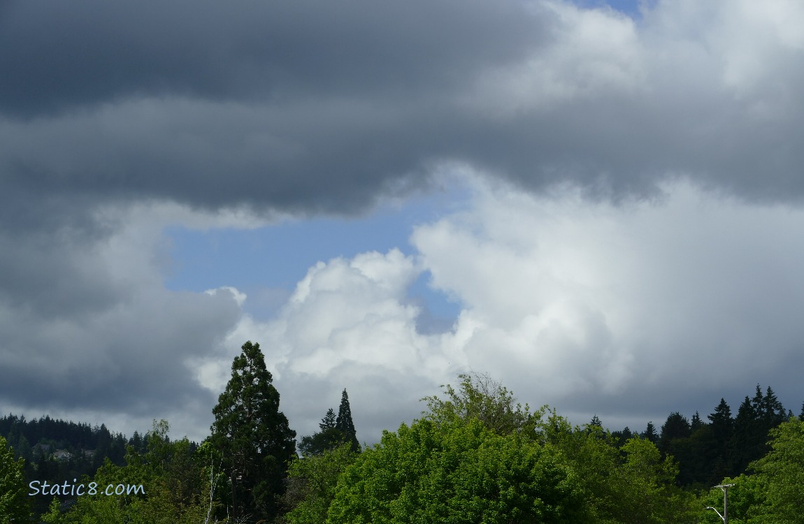 Clouds over the trees