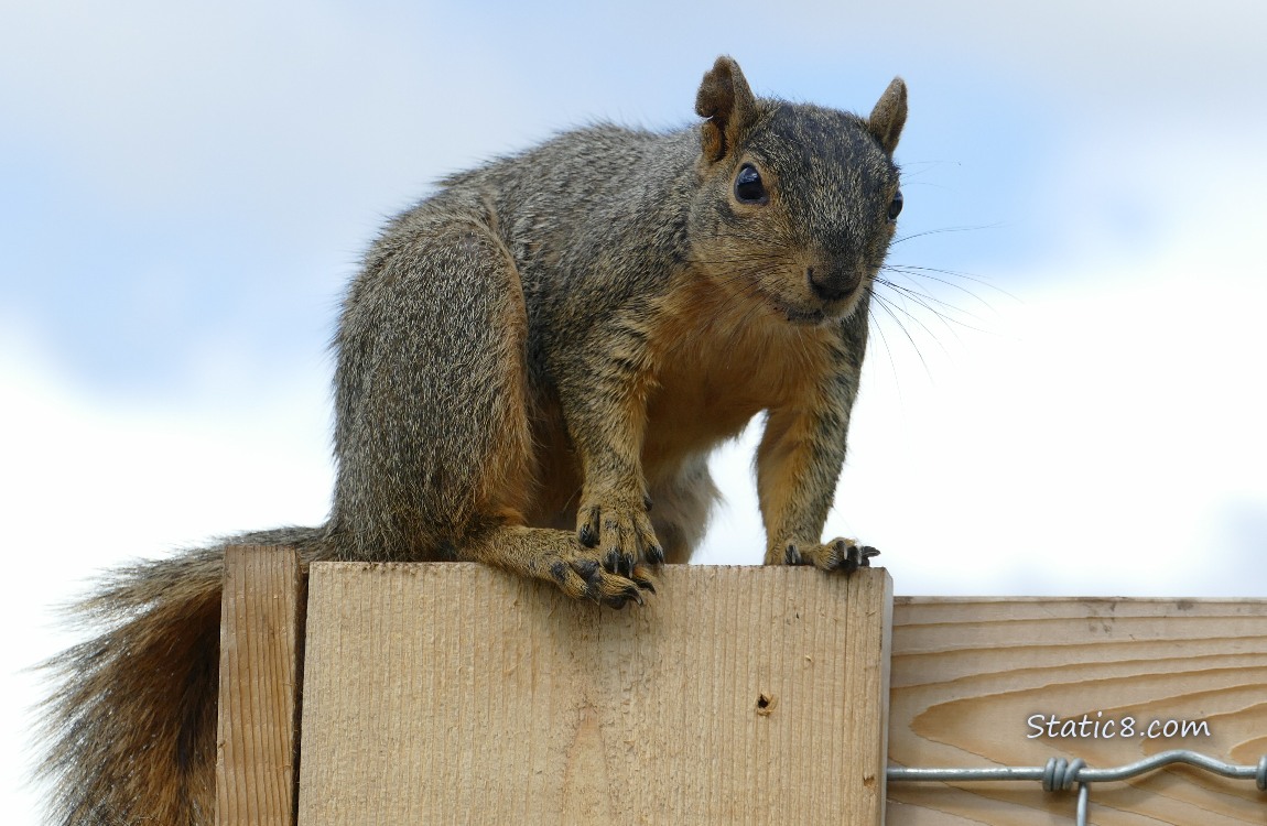 Squireel standing on a wood fence