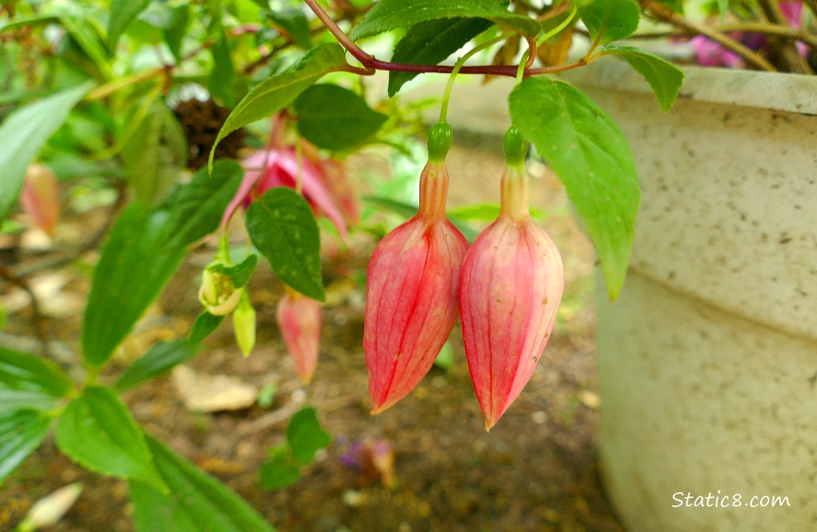 Fuchsia buds hanging down from the potted plant