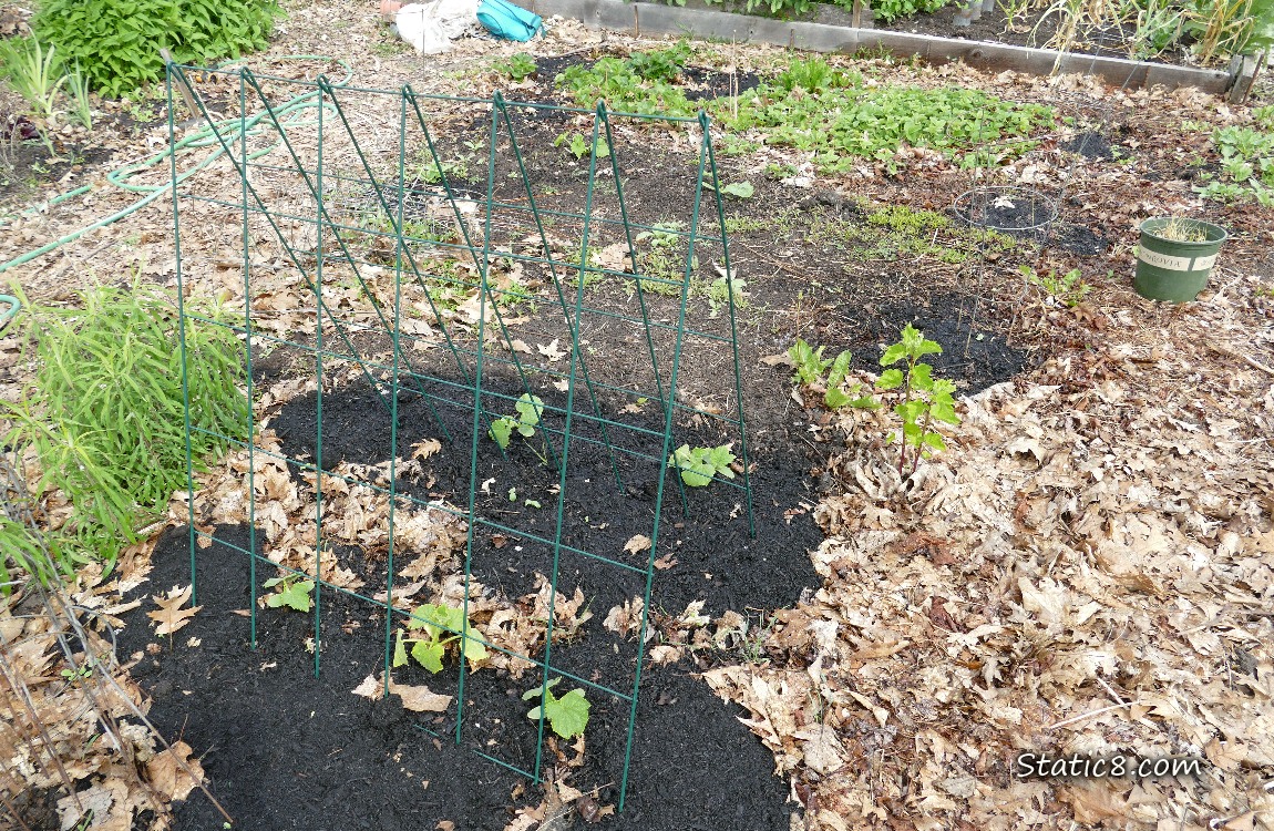 Garden Plot
