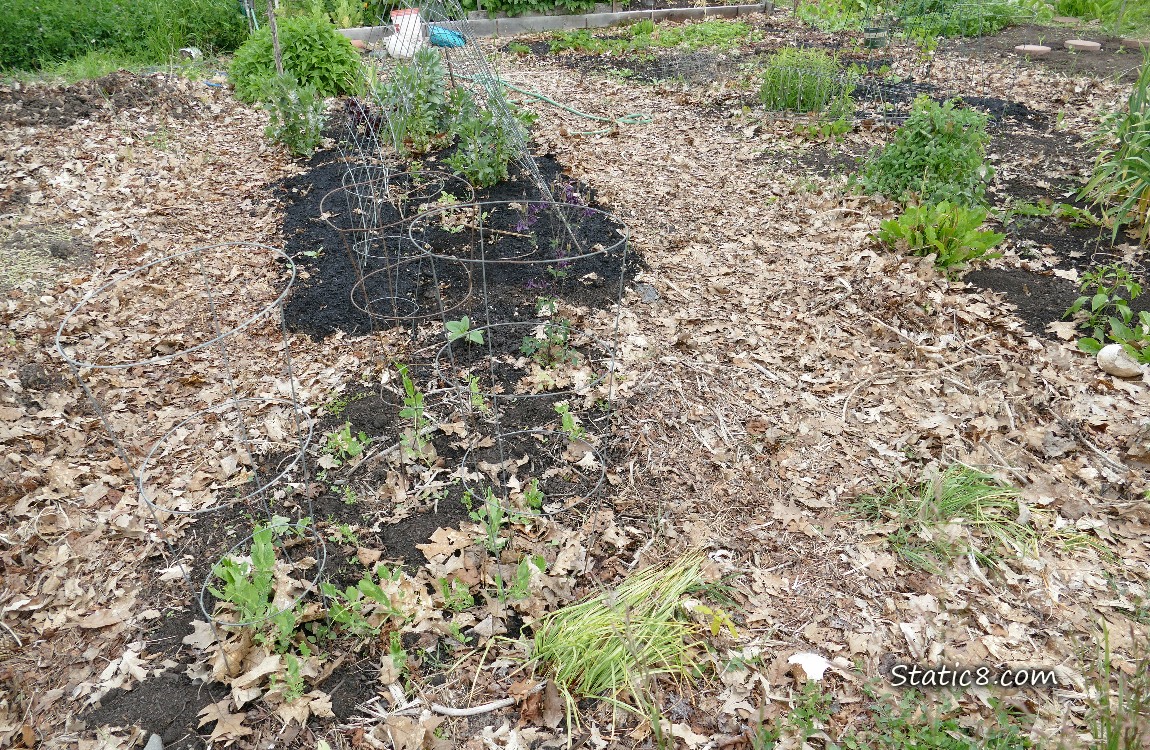 Garden plot