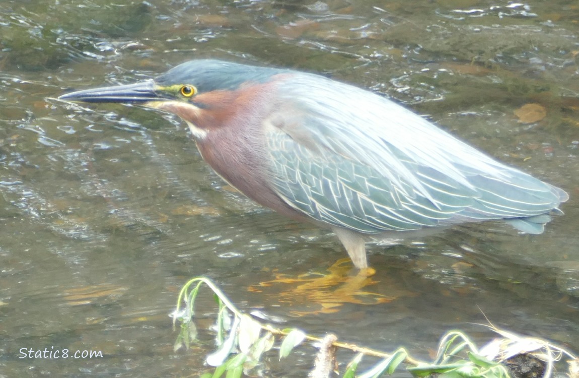 Green Heron walking in shallow water