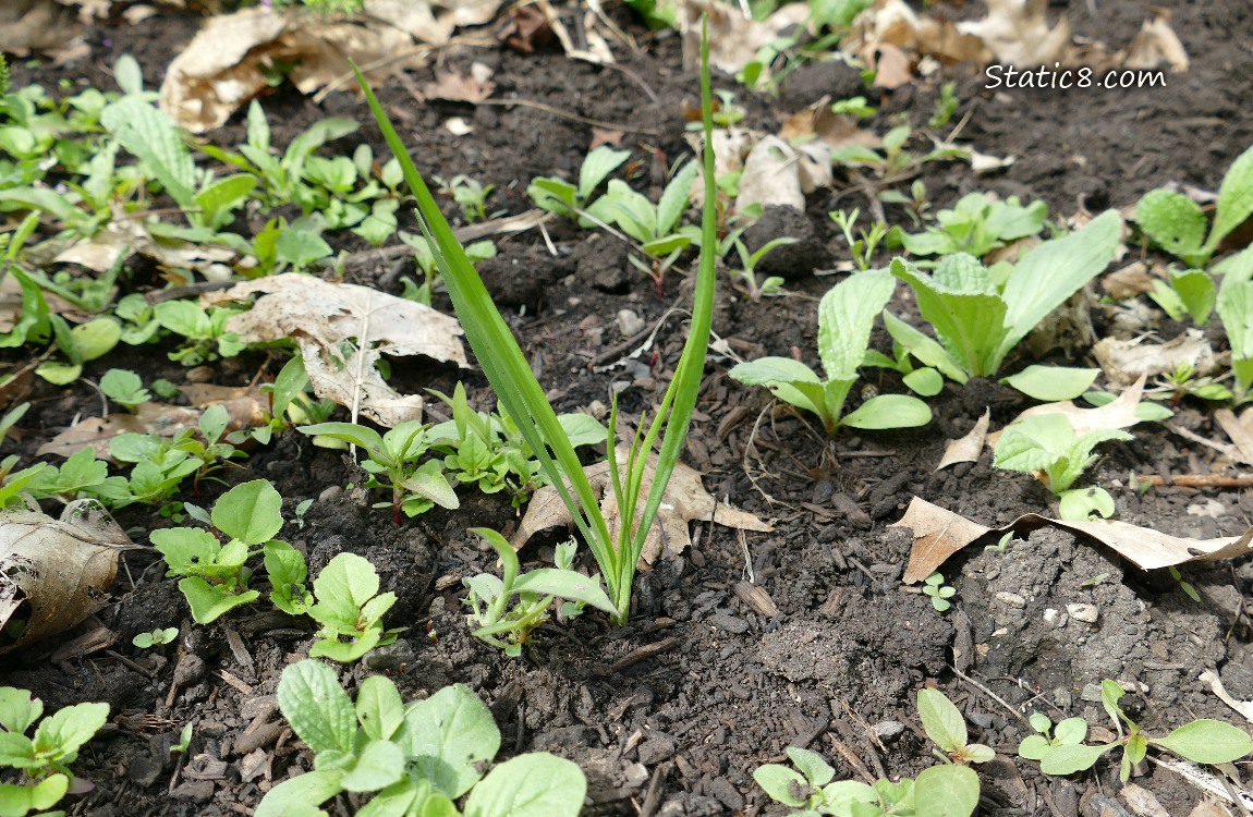 Salsify growing with weeds