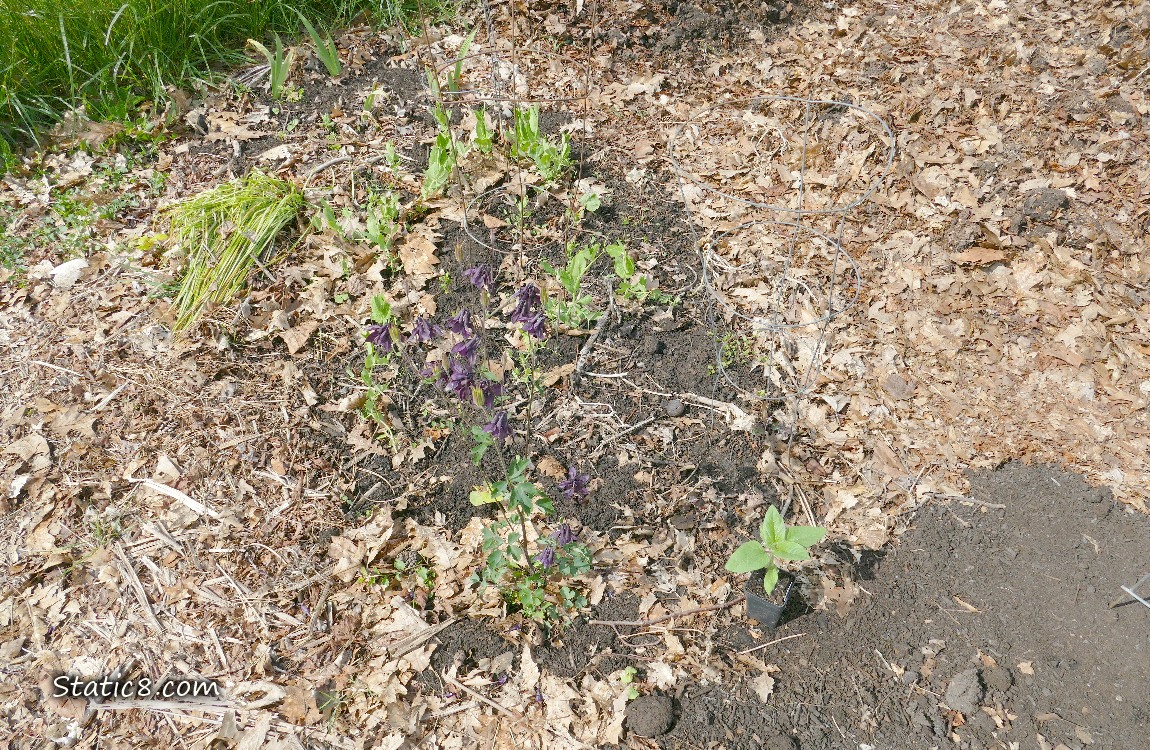 Garden plot