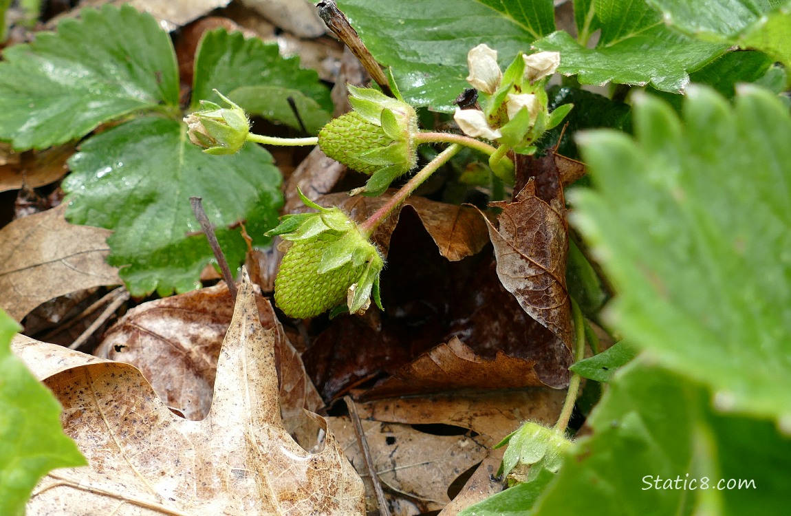 Green strawberry fruits growing under green leaves