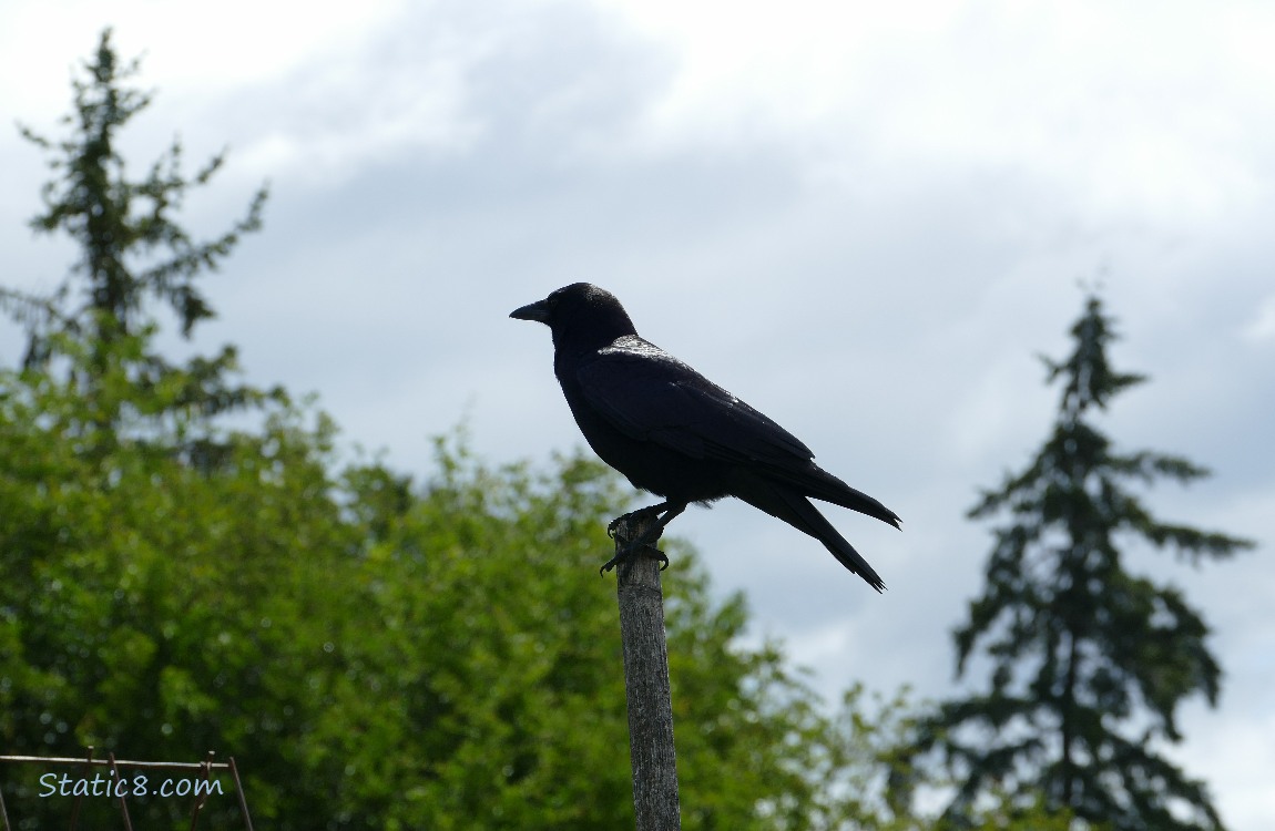 Crow standing on a wood post, trees and grey sky in the background