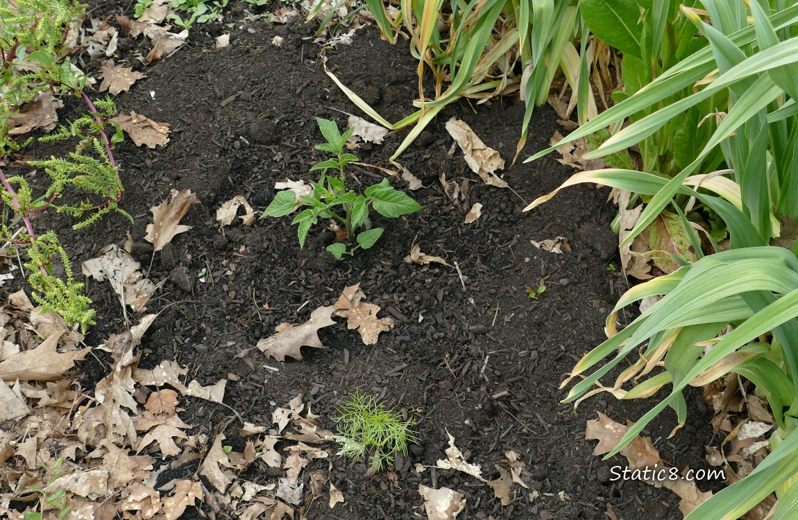 small tomato plant growing in the dirt near some garlic plants