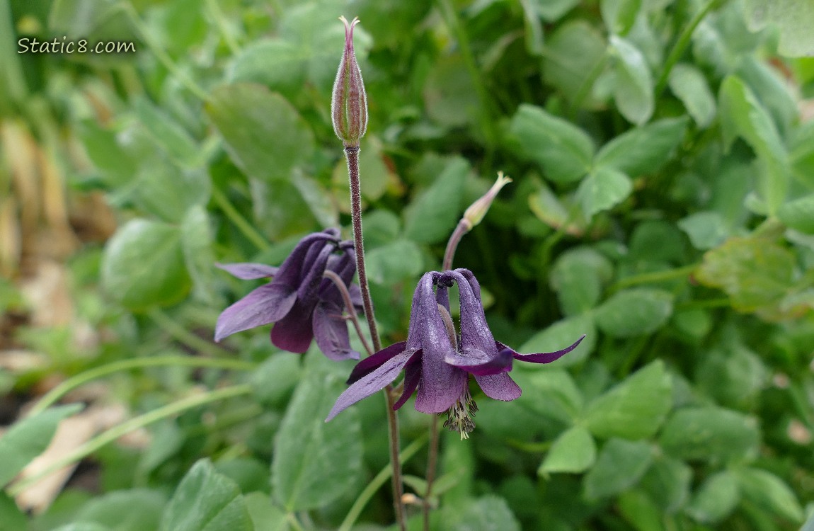 Purple Columbine blooms in front of a clover plant