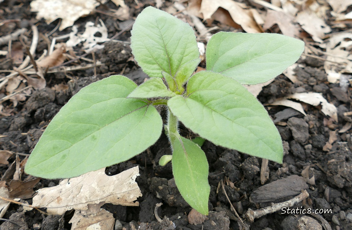 Small sunflower plant growing in the dirt