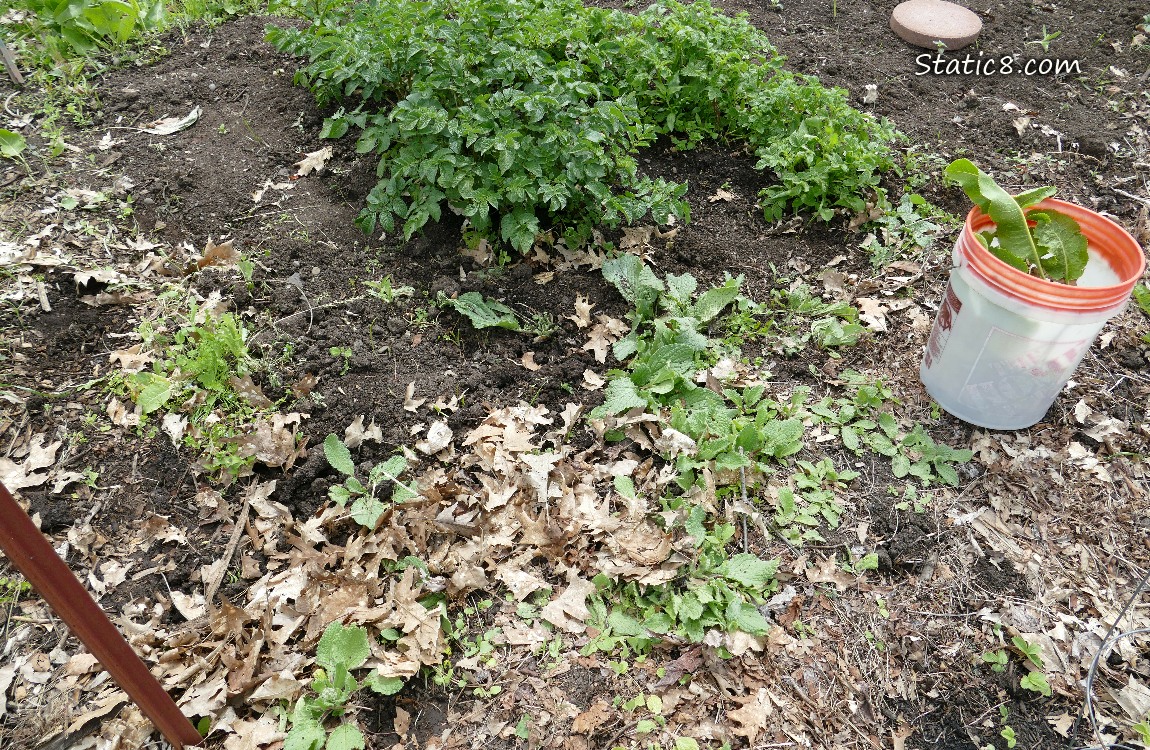 Garden plot