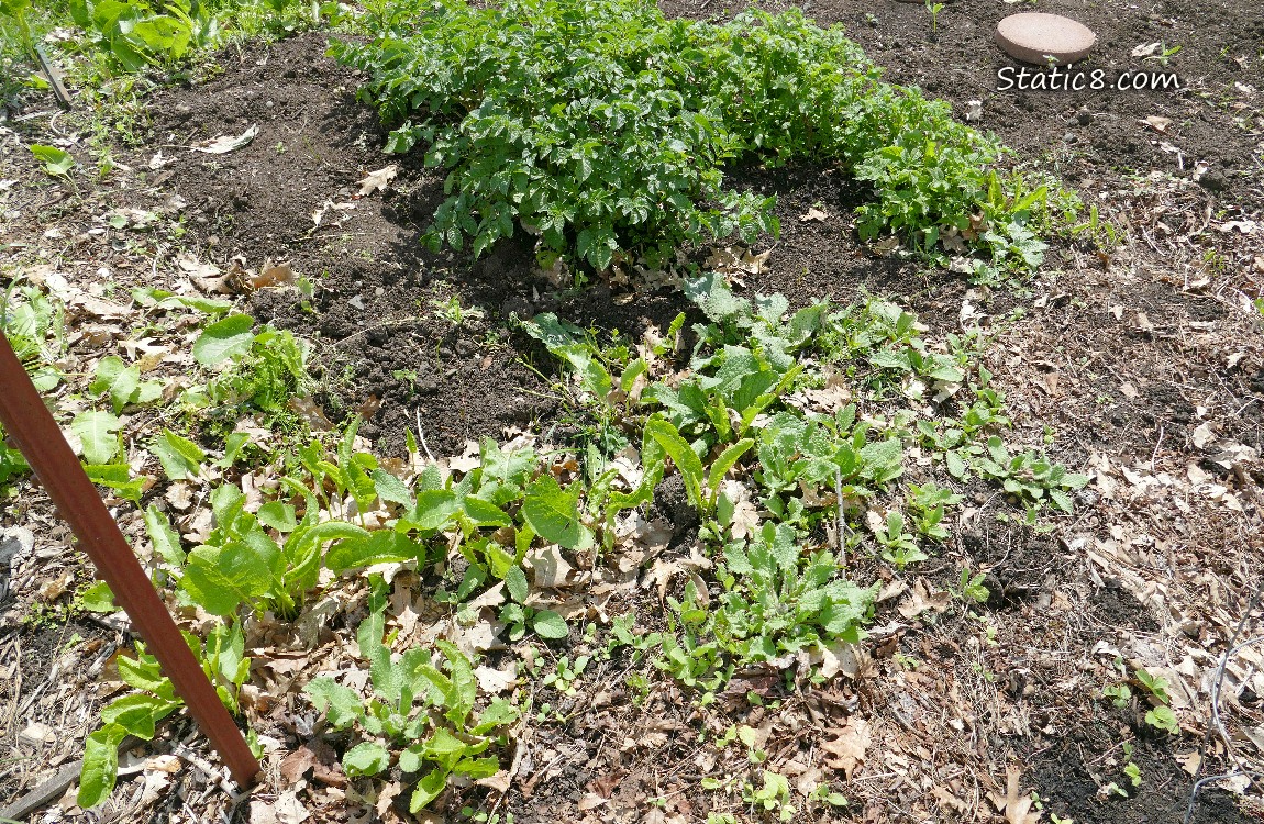 Garden plot
