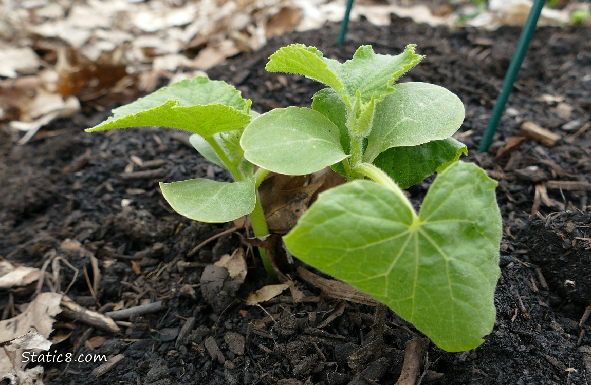 Small Cucumber plants growing in the dirt