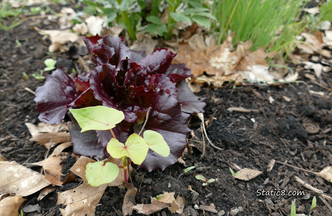 Purple Lettuce