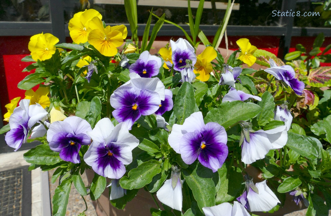 Pansy blooms in yellow and purple