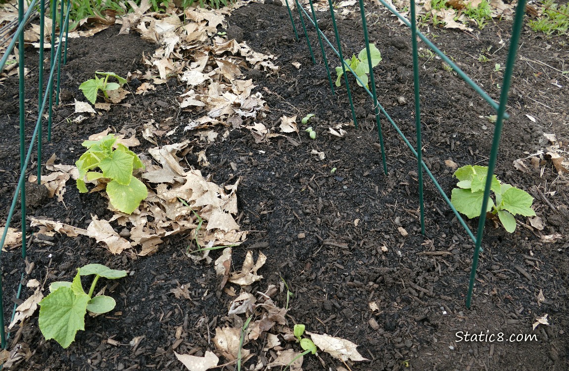Small Cucumber plants growing under a wire trellis