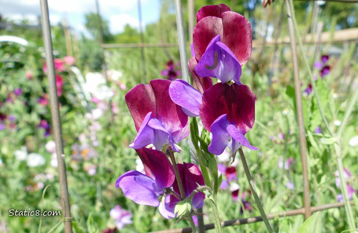 Purple Sweet Pea blooms on a wire trellis