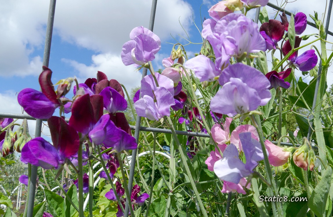 Purple Sweet Pea blooms with clouds in the blue sky