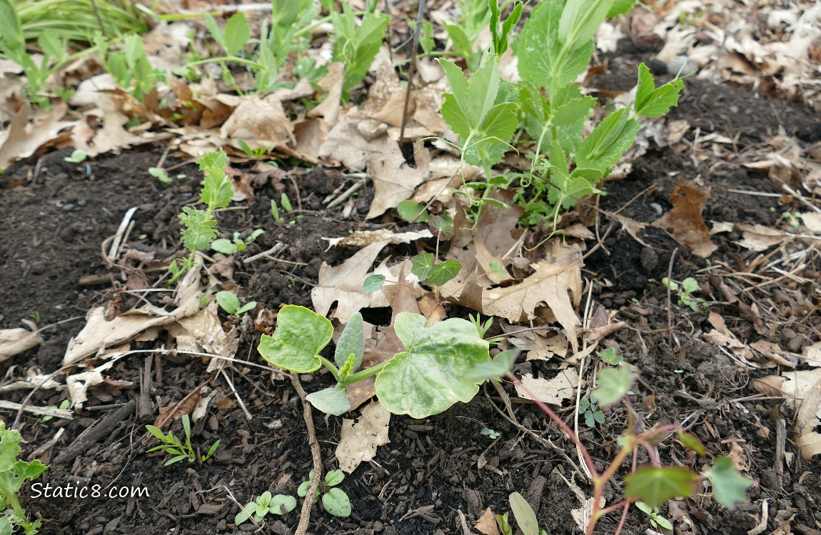 squash plant growin with pea plants