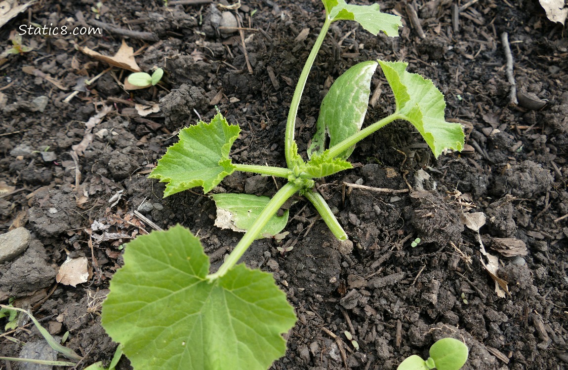 Zucchini seedling growing in the dirt