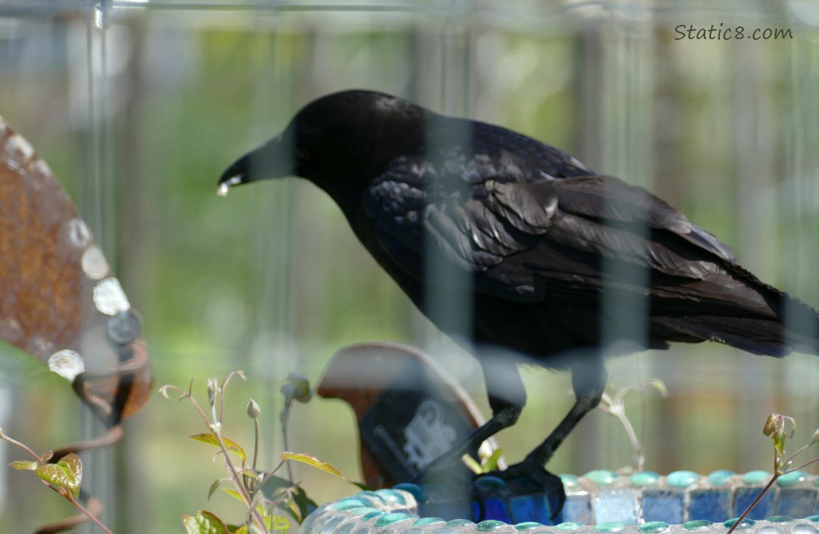 American Crow past a wire fence
