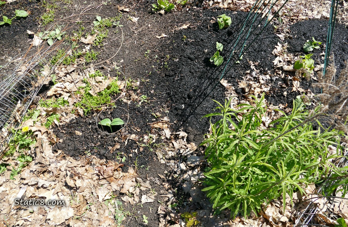 Garden Plot