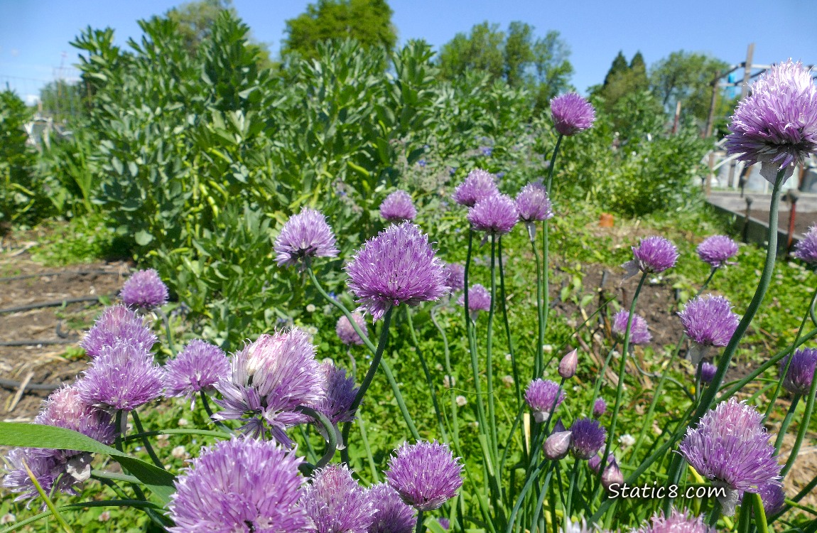 Chive blooms