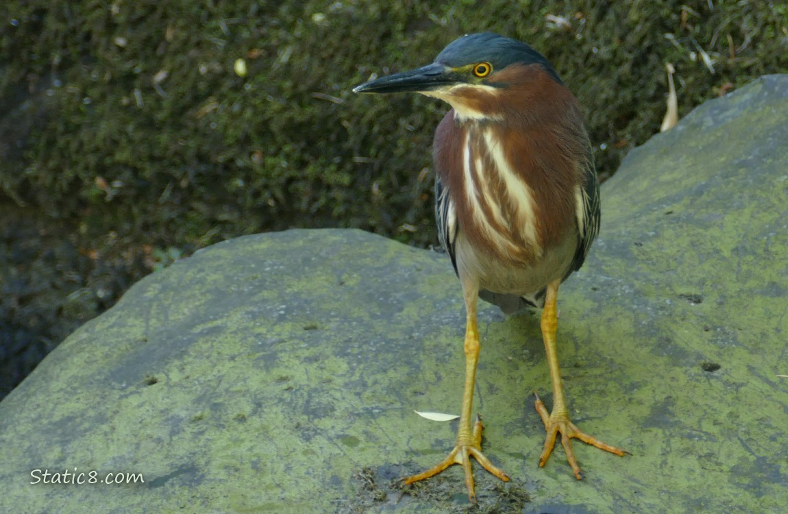 Green Heron standing on a rock