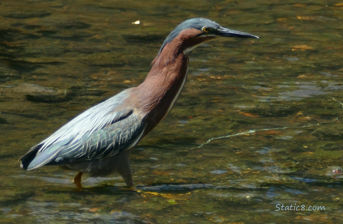 Green Heron walks in shallow water