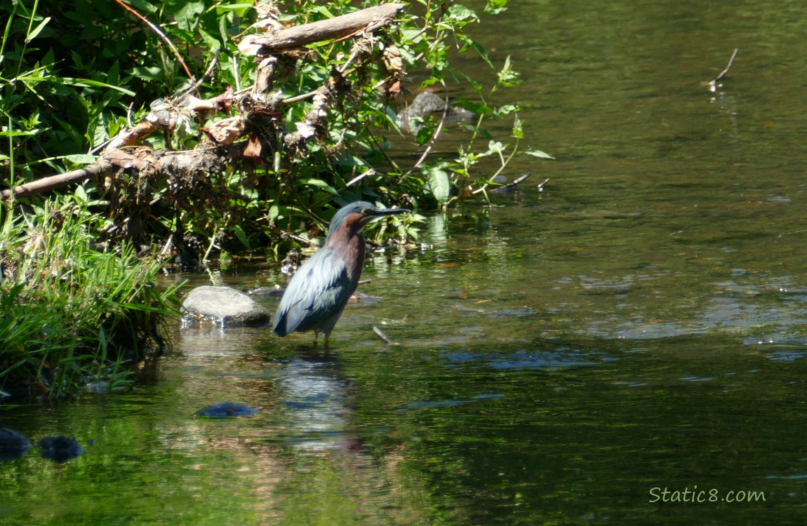 Green Heron walking in shallow water of the creek